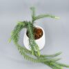 houseplant, indoor plant, ornamental plant