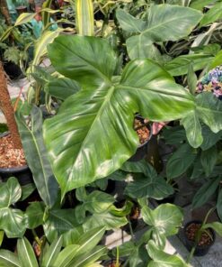 Philodendron, houseplant, indoor plant, ornamental plant