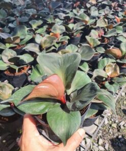Philodendron, houseplant, indoor plant, ornamental plant