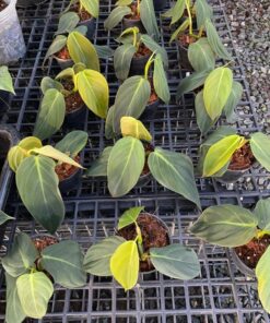 Philodendron, houseplant, indoor plant, ornamental plant